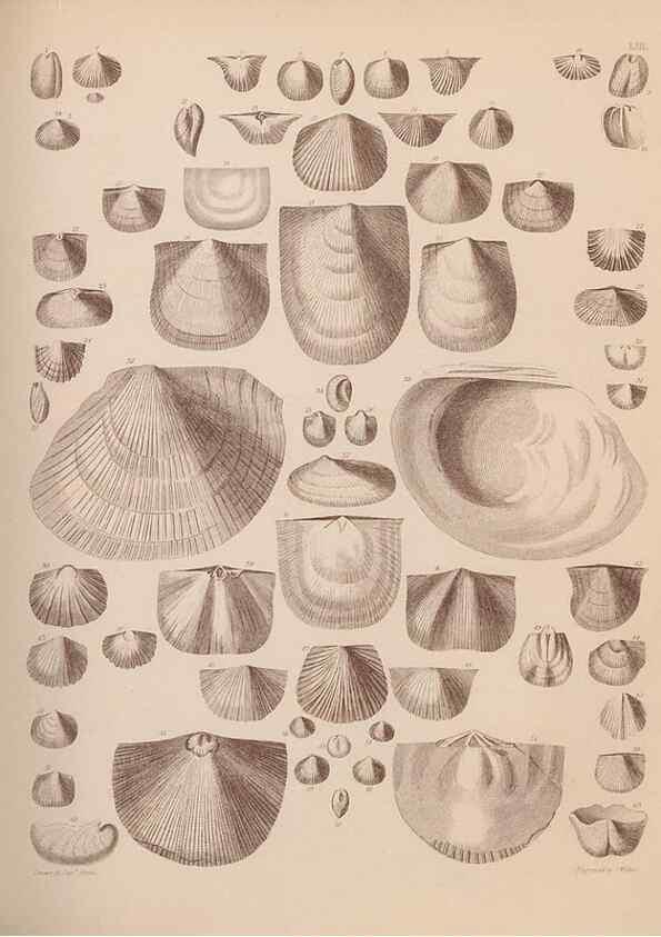 Reproducción/Reproduction 42064761350: An atlas of the fossil conchology of Great Britain and Ireland :. London :Sonnenschein,1889.. 