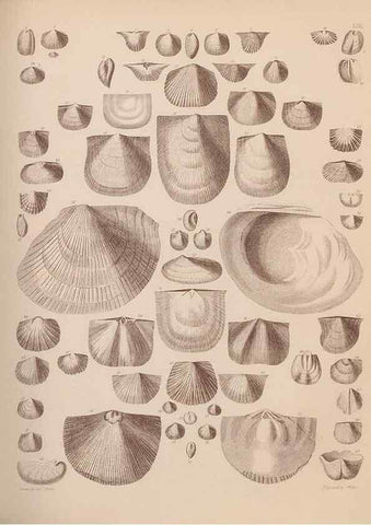 Reproducción/Reproduction 42064761350: An atlas of the fossil conchology of Great Britain and Ireland :. London :Sonnenschein,1889.. 