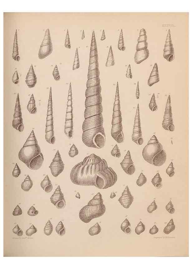 Reproducción/Reproduction 43824883302: An atlas of the fossil conchology of Great Britain and Ireland :. London :Sonnenschein,1889.. 