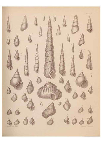 Reproducción/Reproduction 43824883302: An atlas of the fossil conchology of Great Britain and Ireland :. London :Sonnenschein,1889.. 