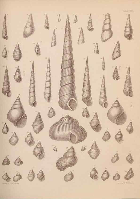 Reproducción/Reproduction 43824883302: An atlas of the fossil conchology of Great Britain and Ireland :. London :Sonnenschein,1889.. 
