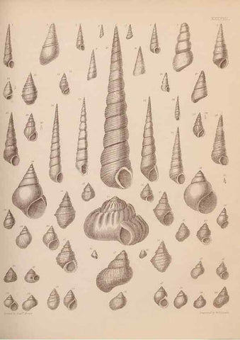Reproducción/Reproduction 43824883302: An atlas of the fossil conchology of Great Britain and Ireland :. London :Sonnenschein,1889.. 
