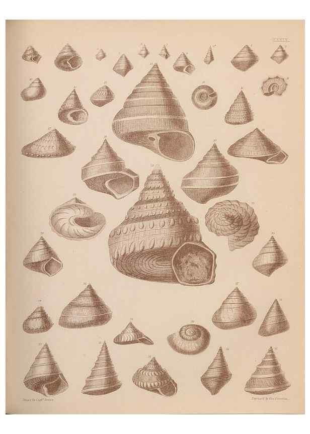 Reproducción/Reproduction 43824884292: An atlas of the fossil conchology of Great Britain and Ireland :. London :Sonnenschein,1889.. 