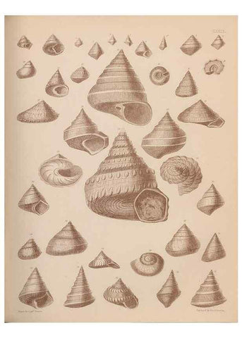 Reproducción/Reproduction 43824884292: An atlas of the fossil conchology of Great Britain and Ireland :. London :Sonnenschein,1889.. 