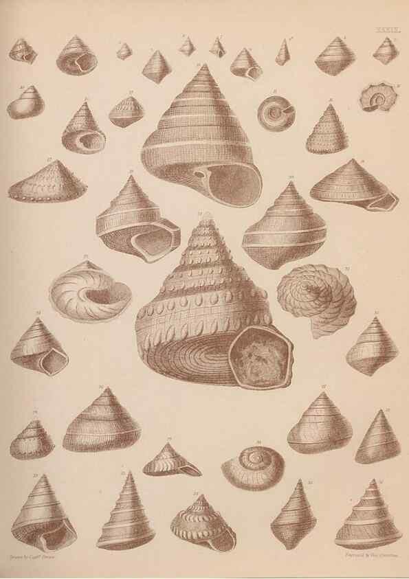 Reproducción/Reproduction 43824884292: An atlas of the fossil conchology of Great Britain and Ireland :. London :Sonnenschein,1889.. 