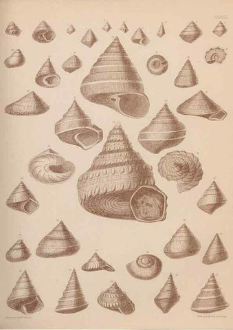 Reproducción/Reproduction 43824884292: An atlas of the fossil conchology of Great Britain and Ireland :. London :Sonnenschein,1889.. 
