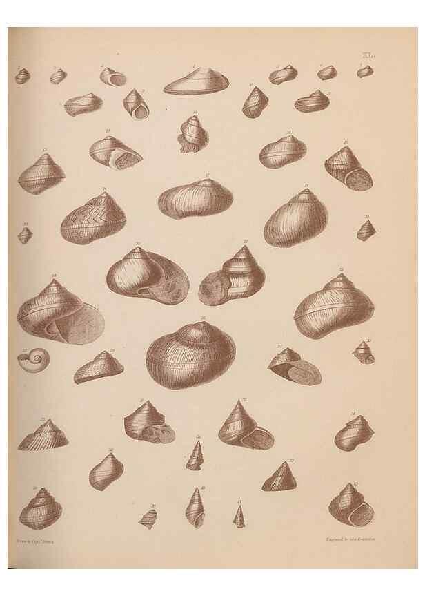 Reproducción/Reproduction 43155887634: An atlas of the fossil conchology of Great Britain and Ireland :. London :Sonnenschein,1889.. 