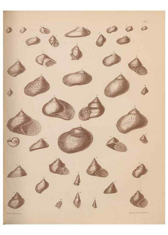 Reproducción/Reproduction 43155887634: An atlas of the fossil conchology of Great Britain and Ireland :. London :Sonnenschein,1889.. 