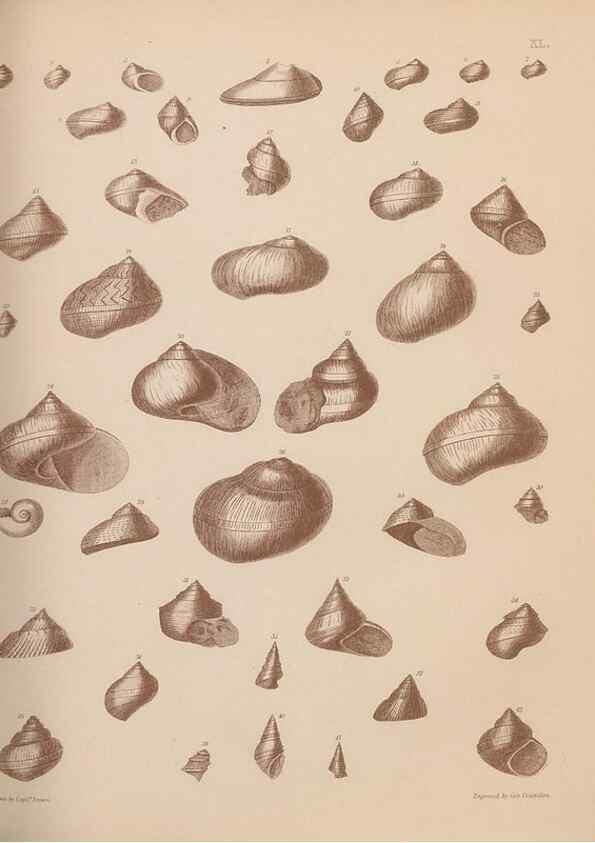 Reproducción/Reproduction 43155887634: An atlas of the fossil conchology of Great Britain and Ireland :. London :Sonnenschein,1889.. 