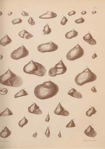 Reproducción/Reproduction 43155887634: An atlas of the fossil conchology of Great Britain and Ireland :. London :Sonnenschein,1889.. 