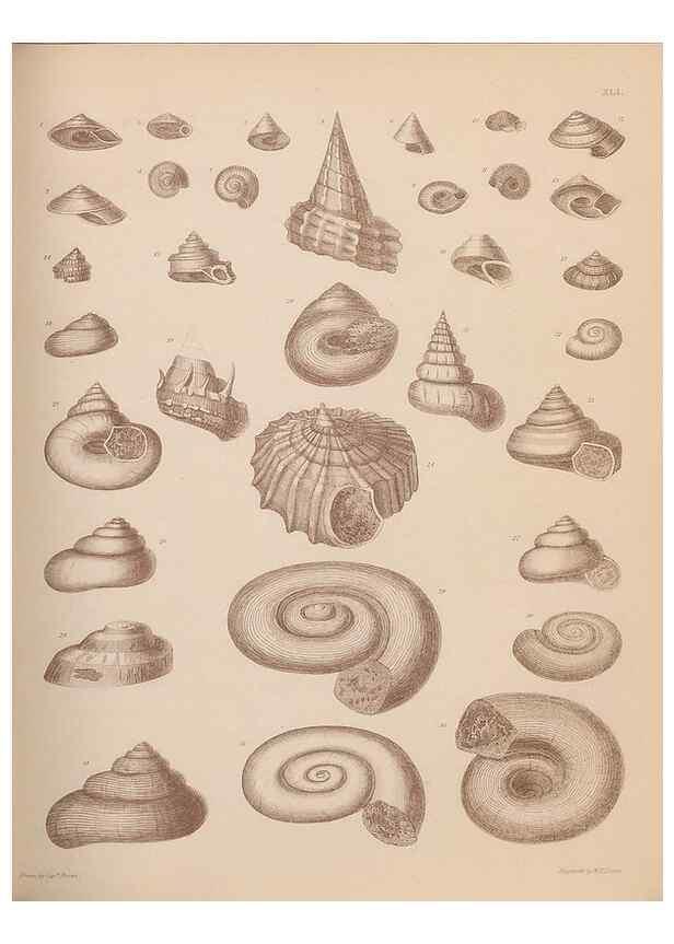 Reproducción/Reproduction 30003921348: An atlas of the fossil conchology of Great Britain and Ireland :. London :Sonnenschein,1889.. 