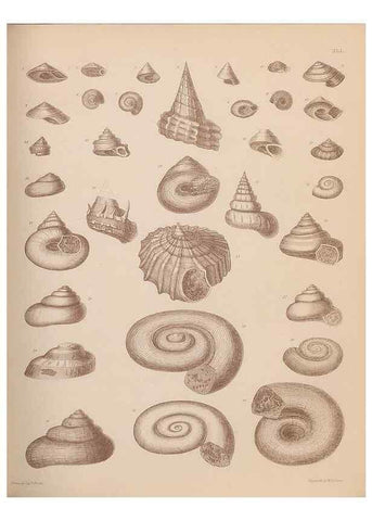 Reproducción/Reproduction 30003921348: An atlas of the fossil conchology of Great Britain and Ireland :. London :Sonnenschein,1889.. 