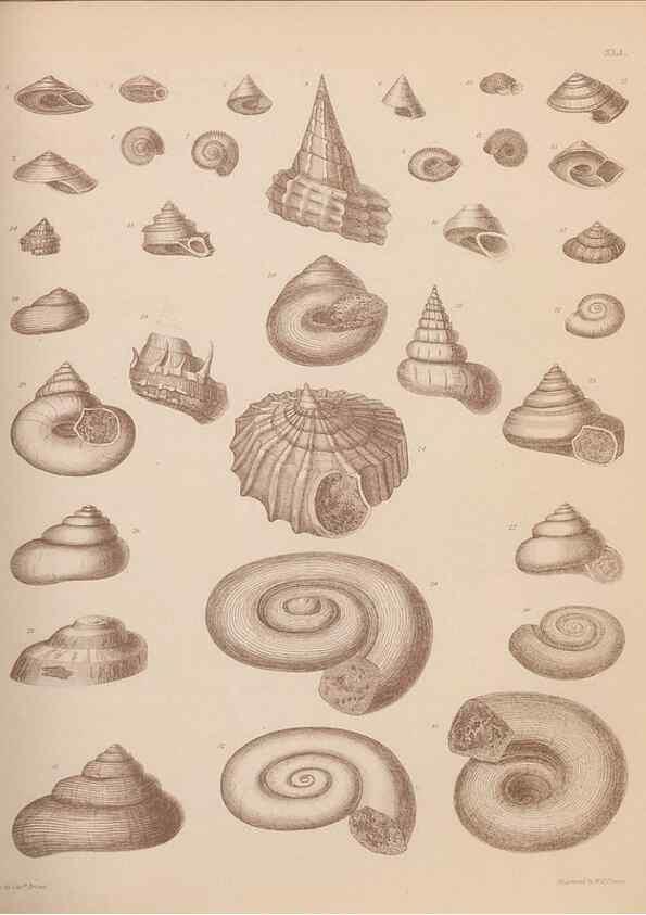 Reproducción/Reproduction 30003921348: An atlas of the fossil conchology of Great Britain and Ireland :. London :Sonnenschein,1889.. 