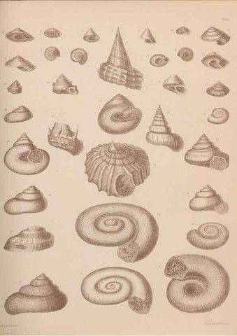Reproducción/Reproduction 30003921348: An atlas of the fossil conchology of Great Britain and Ireland :. London :Sonnenschein,1889.. 