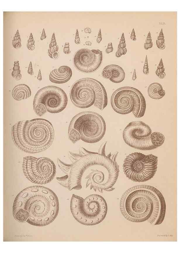 Reproducción/Reproduction 30003922468: An atlas of the fossil conchology of Great Britain and Ireland :. London :Sonnenschein,1889.. 