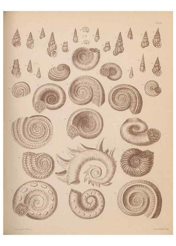 Reproducción/Reproduction 30003922468: An atlas of the fossil conchology of Great Britain and Ireland :. London :Sonnenschein,1889.. 