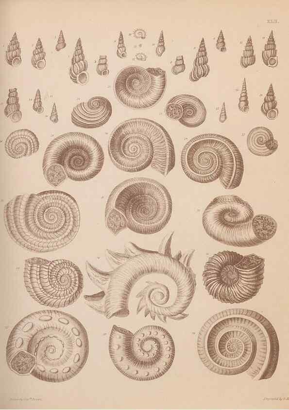 Reproducción/Reproduction 30003922468: An atlas of the fossil conchology of Great Britain and Ireland :. London :Sonnenschein,1889.. 