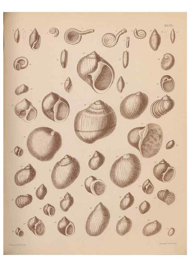 Reproducción/Reproduction 28937370467: An atlas of the fossil conchology of Great Britain and Ireland :. London :Sonnenschein,1889.. 