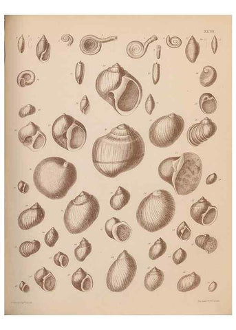 Reproducción/Reproduction 28937370467: An atlas of the fossil conchology of Great Britain and Ireland :. London :Sonnenschein,1889.. 