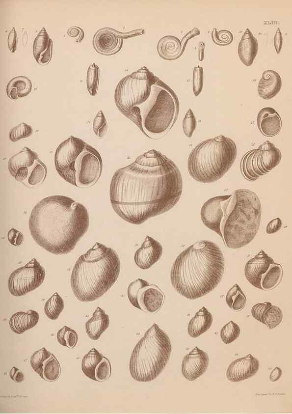 Reproducción/Reproduction 28937370467: An atlas of the fossil conchology of Great Britain and Ireland :. London :Sonnenschein,1889.. 
