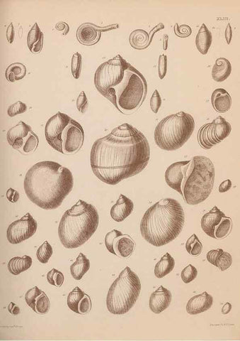 Reproducción/Reproduction 28937370467: An atlas of the fossil conchology of Great Britain and Ireland :. London :Sonnenschein,1889.. 