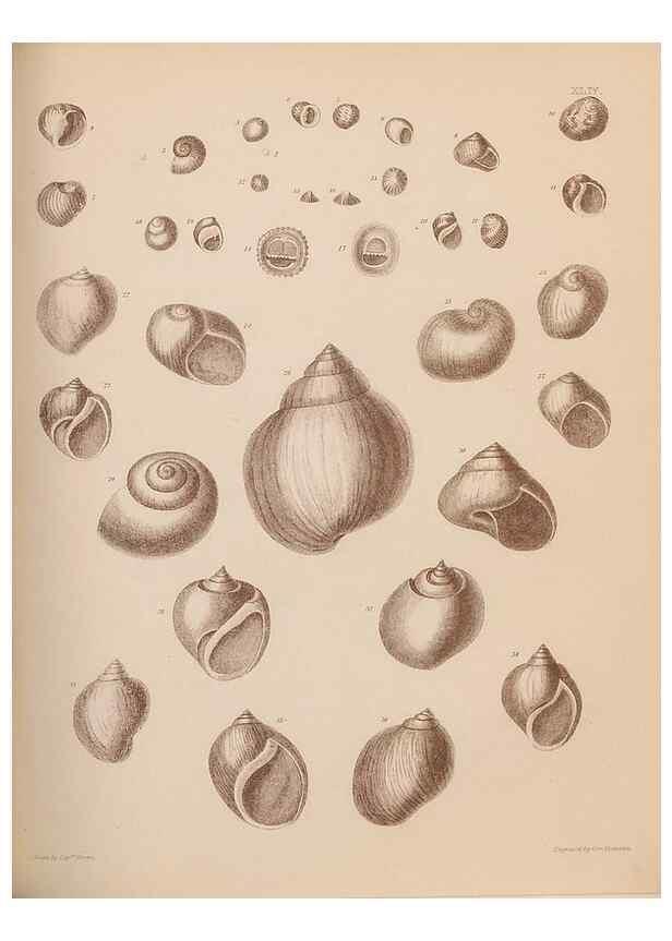 Reproducción/Reproduction 42969371555: An atlas of the fossil conchology of Great Britain and Ireland :. London :Sonnenschein,1889.. 