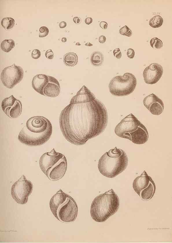 Reproducción/Reproduction 42969371555: An atlas of the fossil conchology of Great Britain and Ireland :. London :Sonnenschein,1889.. 