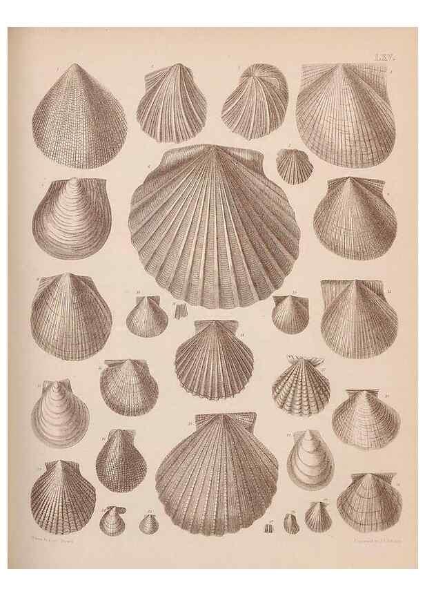 Reproducción/Reproduction 30003968058: An atlas of the fossil conchology of Great Britain and Ireland :. London :Sonnenschein,1889.. 