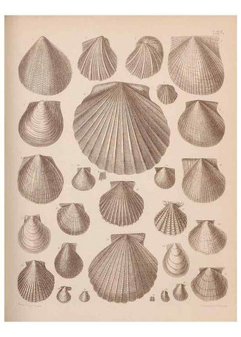 Reproducción/Reproduction 30003968058: An atlas of the fossil conchology of Great Britain and Ireland :. London :Sonnenschein,1889.. 