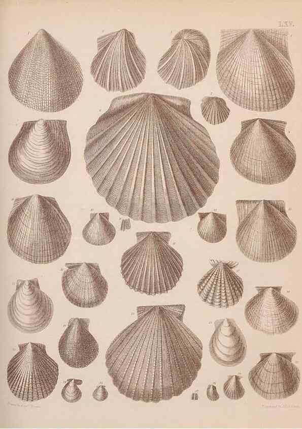 Reproducción/Reproduction 30003968058: An atlas of the fossil conchology of Great Britain and Ireland :. London :Sonnenschein,1889.. 