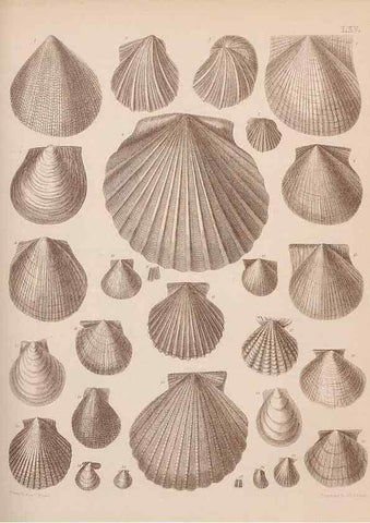 Reproducción/Reproduction 30003968058: An atlas of the fossil conchology of Great Britain and Ireland :. London :Sonnenschein,1889.. 