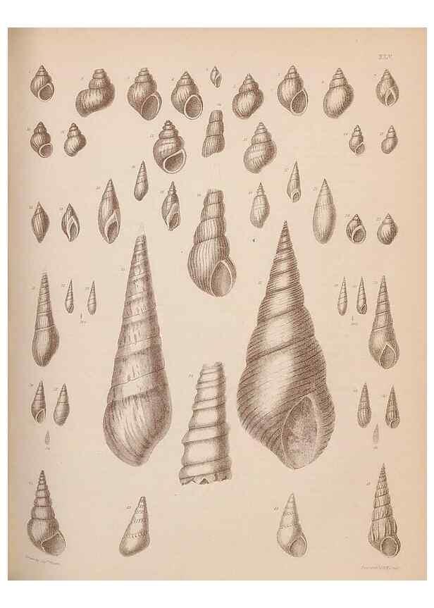 Reproducción/Reproduction 28937374627: An atlas of the fossil conchology of Great Britain and Ireland :. London :Sonnenschein,1889.. 