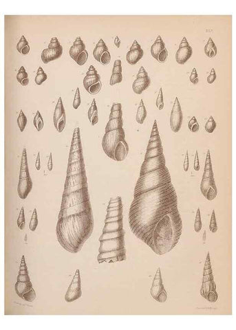 Reproducción/Reproduction 28937374627: An atlas of the fossil conchology of Great Britain and Ireland :. London :Sonnenschein,1889.. 