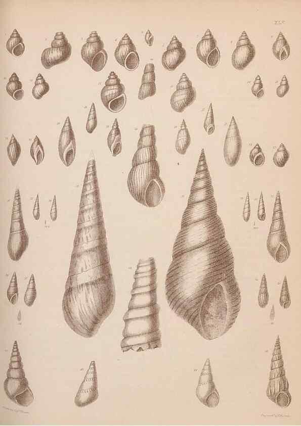 Reproducción/Reproduction 28937374627: An atlas of the fossil conchology of Great Britain and Ireland :. London :Sonnenschein,1889.. 