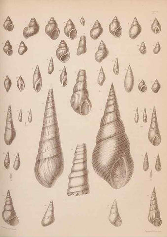 Reproducción/Reproduction 28937374627: An atlas of the fossil conchology of Great Britain and Ireland :. London :Sonnenschein,1889.. 