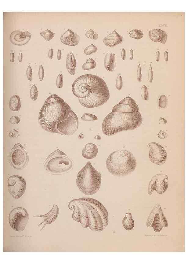 Reproducción/Reproduction 43825110362: An atlas of the fossil conchology of Great Britain and Ireland :. London :Sonnenschein,1889.. 