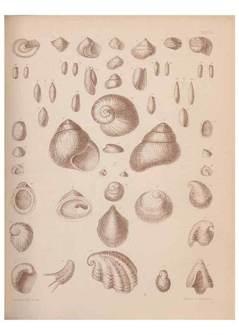 Reproducción/Reproduction 43825110362: An atlas of the fossil conchology of Great Britain and Ireland :. London :Sonnenschein,1889.. 