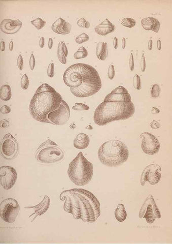 Reproducción/Reproduction 43825110362: An atlas of the fossil conchology of Great Britain and Ireland :. London :Sonnenschein,1889.. 