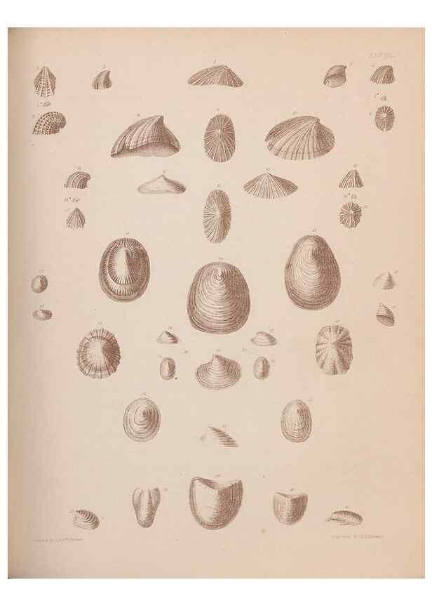 Reproducción/Reproduction 43873341381: An atlas of the fossil conchology of Great Britain and Ireland :. London :Sonnenschein,1889.. 