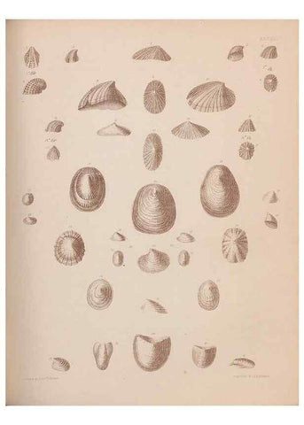 Reproducción/Reproduction 43873341381: An atlas of the fossil conchology of Great Britain and Ireland :. London :Sonnenschein,1889.. 