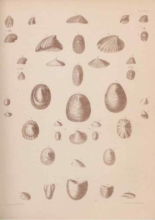 Reproducción/Reproduction 43873341381: An atlas of the fossil conchology of Great Britain and Ireland :. London :Sonnenschein,1889.. 