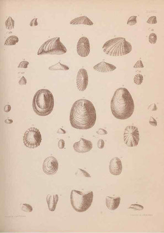 Reproducción/Reproduction 43873341381: An atlas of the fossil conchology of Great Britain and Ireland :. London :Sonnenschein,1889.. 