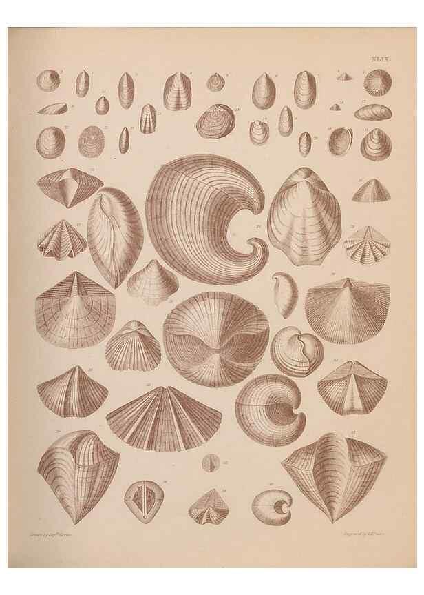Reproducción/Reproduction 43825116972: An atlas of the fossil conchology of Great Britain and Ireland :. London :Sonnenschein,1889.. 