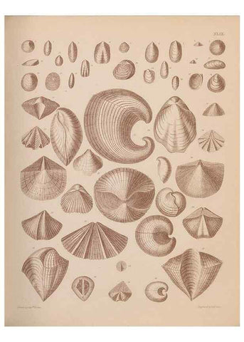 Reproducción/Reproduction 43825116972: An atlas of the fossil conchology of Great Britain and Ireland :. London :Sonnenschein,1889.. 