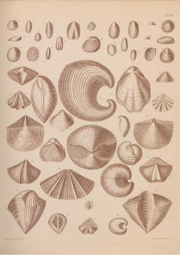 Reproducción/Reproduction 43825116972: An atlas of the fossil conchology of Great Britain and Ireland :. London :Sonnenschein,1889.. 