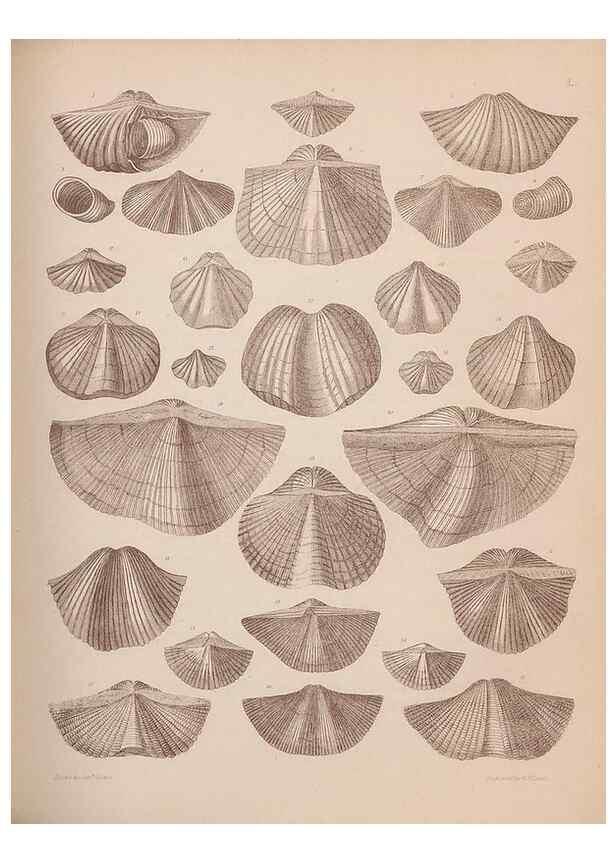 Reproducción/Reproduction 28937387097: An atlas of the fossil conchology of Great Britain and Ireland :. London :Sonnenschein,1889.. 