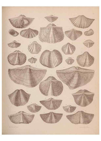 Reproducción/Reproduction 28937387097: An atlas of the fossil conchology of Great Britain and Ireland :. London :Sonnenschein,1889.. 