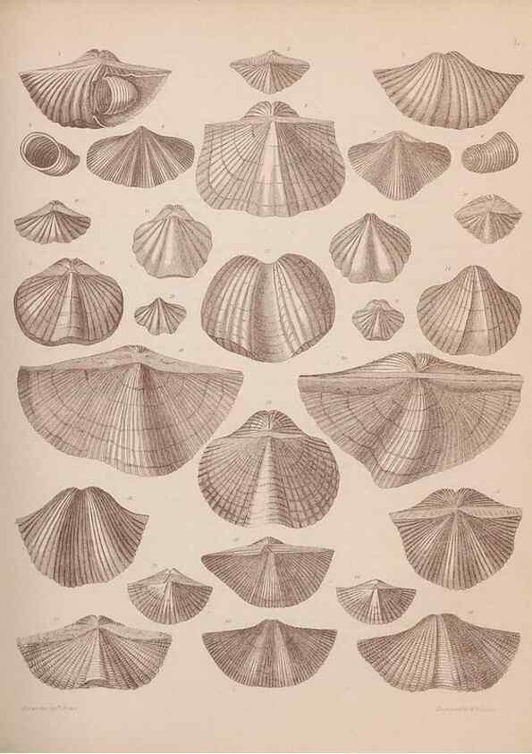 Reproducción/Reproduction 28937387097: An atlas of the fossil conchology of Great Britain and Ireland :. London :Sonnenschein,1889.. 