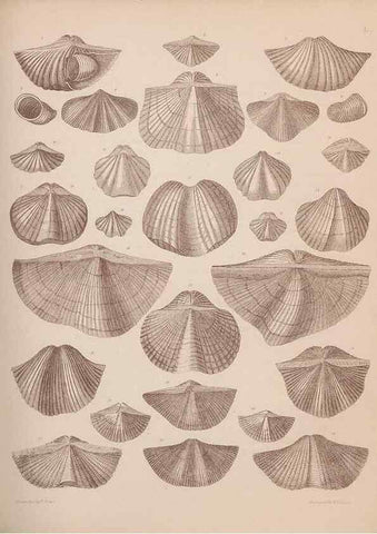 Reproducción/Reproduction 28937387097: An atlas of the fossil conchology of Great Britain and Ireland :. London :Sonnenschein,1889.. 