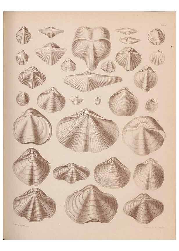 Reproducción/Reproduction 42969381505: An atlas of the fossil conchology of Great Britain and Ireland :. London :Sonnenschein,1889.. 